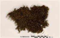 藏品(貓尾苔)的圖片